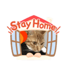 にゃんこのこはるちゃん（個別スタンプ：13）