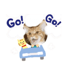 にゃんこのこはるちゃん（個別スタンプ：19）
