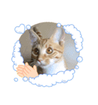 にゃんこのこはるちゃん（個別スタンプ：24）