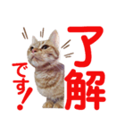 ネコアメショウスタンプ（個別スタンプ：8）