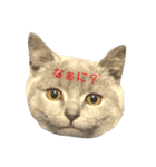 むたんぷ ①（個別スタンプ：11）