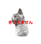 むたんぷ ①（個別スタンプ：14）
