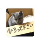 むたんぷ ①（個別スタンプ：16）