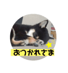 日常黒柴（個別スタンプ：3）
