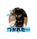 日常黒柴（個別スタンプ：5）