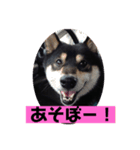 日常黒柴（個別スタンプ：6）