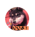 日常黒柴（個別スタンプ：7）