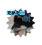 日常黒柴（個別スタンプ：8）