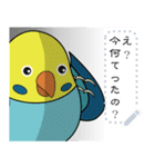 ちょいデブインコの自由な一言～セキセイ～（個別スタンプ：18）