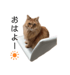 愛しのふわふわねこ（個別スタンプ：1）