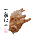 愛しのふわふわねこ（個別スタンプ：3）