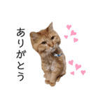 愛しのふわふわねこ（個別スタンプ：4）