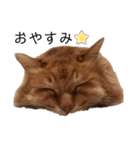 愛しのふわふわねこ（個別スタンプ：5）
