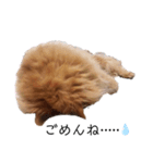 愛しのふわふわねこ（個別スタンプ：6）