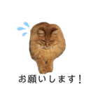 愛しのふわふわねこ（個別スタンプ：8）