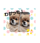 ポメラニアンのかんた3（個別スタンプ：1）