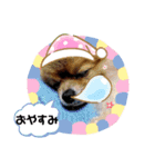 ポメラニアンのかんた3（個別スタンプ：5）
