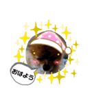 ポメラニアンのかんた3（個別スタンプ：6）