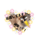 ポメラニアンのかんた3（個別スタンプ：9）