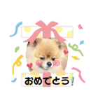 ポメラニアンのかんた3（個別スタンプ：11）