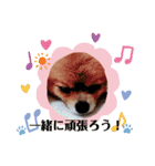 ポメラニアンのかんた3（個別スタンプ：12）