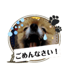 ポメラニアンのかんた3（個別スタンプ：16）