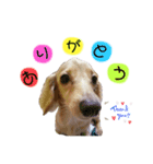 ちびちゃんstamp！！ʕ•ᴥ•ʔ（個別スタンプ：5）