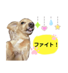 ちびちゃんstamp！！ʕ•ᴥ•ʔ（個別スタンプ：8）