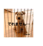 ラブリーシェリー（シェリたん）（個別スタンプ：5）