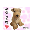 ラブリーシェリー（シェリたん）（個別スタンプ：9）