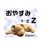 ラブリーシェリー（シェリたん）（個別スタンプ：14）