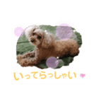 プードルスタンプNO.1（個別スタンプ：3）