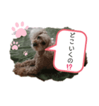 プードルスタンプNO.1（個別スタンプ：5）