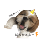 シーズーこてつくん♡五島弁もあるよ♡（個別スタンプ：9）
