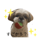 シーズーこてつくん♡五島弁もあるよ♡（個別スタンプ：10）