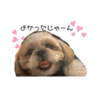 シーズーこてつくん♡五島弁もあるよ♡（個別スタンプ：12）