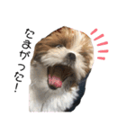 シーズーこてつくん♡五島弁もあるよ♡（個別スタンプ：13）