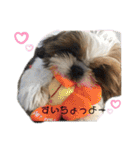 シーズーこてつくん♡五島弁もあるよ♡（個別スタンプ：15）