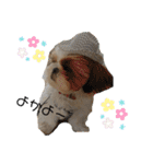 シーズーこてつくん♡五島弁もあるよ♡（個別スタンプ：17）