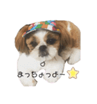 シーズーこてつくん♡五島弁もあるよ♡（個別スタンプ：19）