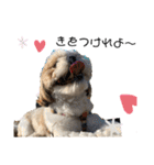 シーズーこてつくん♡五島弁もあるよ♡（個別スタンプ：29）