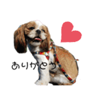 シーズーこてつくん♡五島弁もあるよ♡（個別スタンプ：38）
