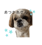 シーズーこてつくん♡五島弁もあるよ♡（個別スタンプ：39）