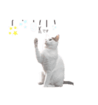 ねこもち(日常+)（個別スタンプ：2）