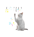 ねこもち(日常+)（個別スタンプ：4）