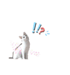 ねこもち(日常+)（個別スタンプ：10）