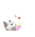 ねこもち(日常+)（個別スタンプ：12）
