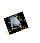 ねこもち(日常+)（個別スタンプ：13）