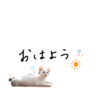 ねこもち(日常+)（個別スタンプ：14）
