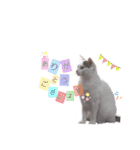 ねこもち(日常+)（個別スタンプ：15）